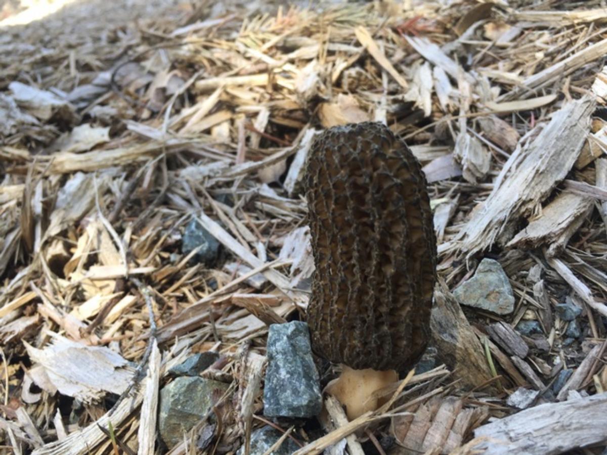 Morchella importuna by Johnathan R Nuttall at Mushroom Observer