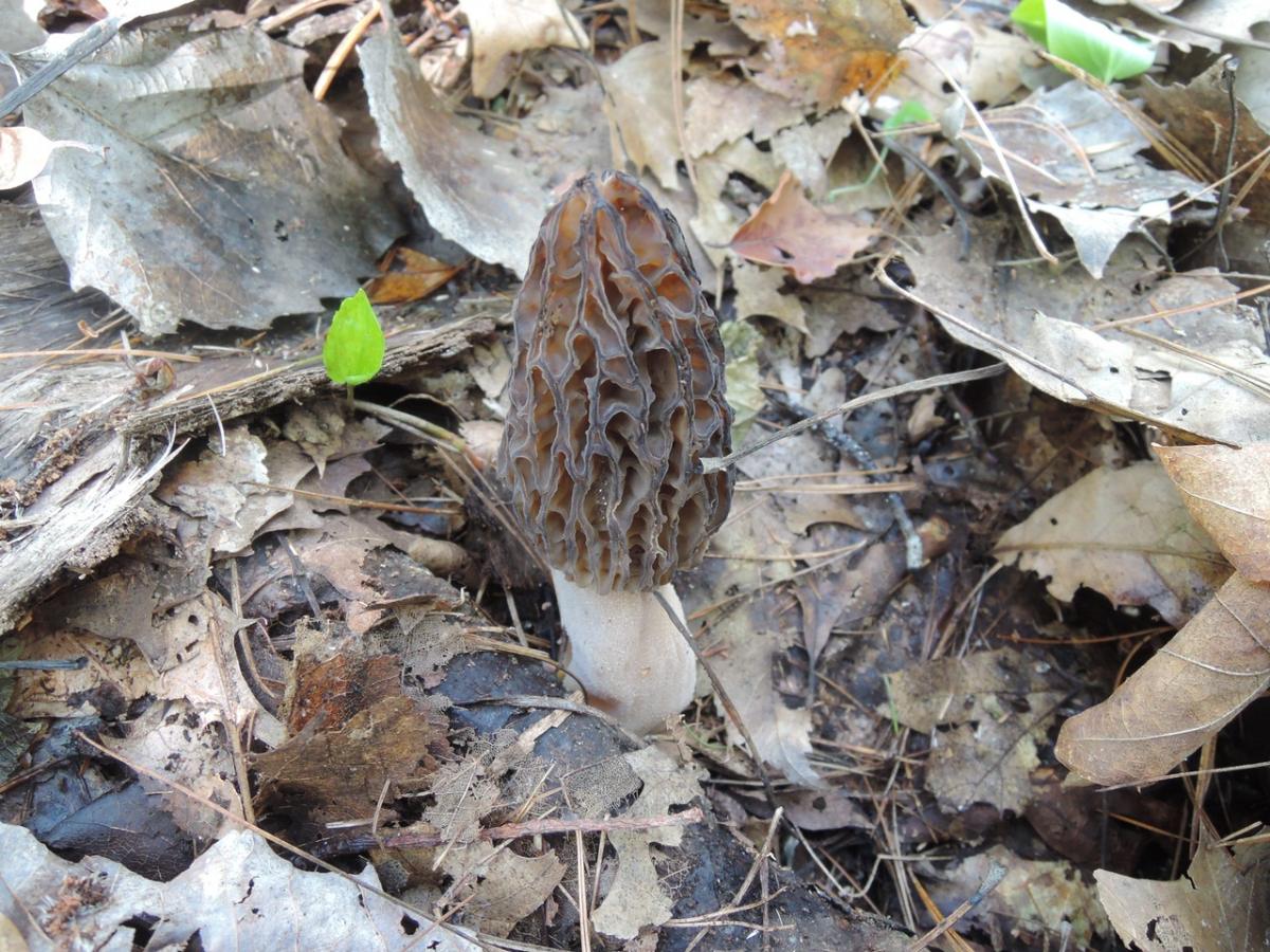 Morchella septentrionalis by Eva Skific at Mushroom Observer