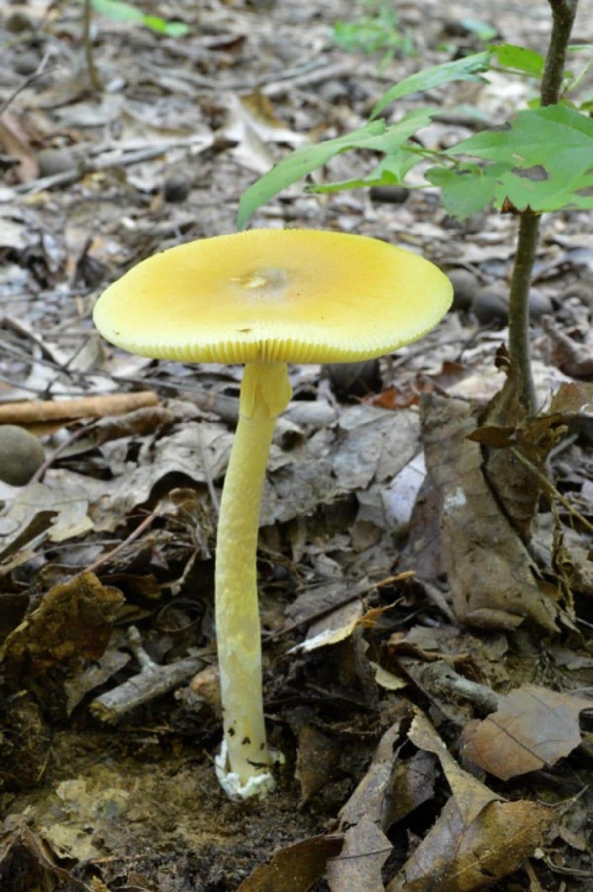 banningiana amanita caesar mushroom