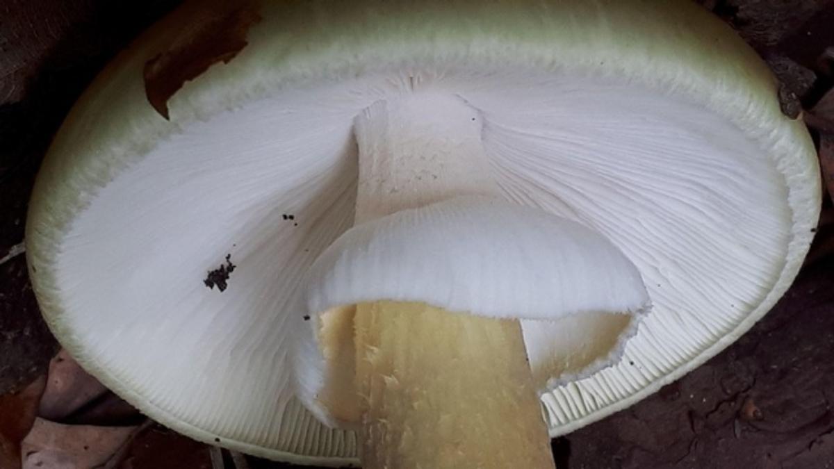 close up of death cap gills