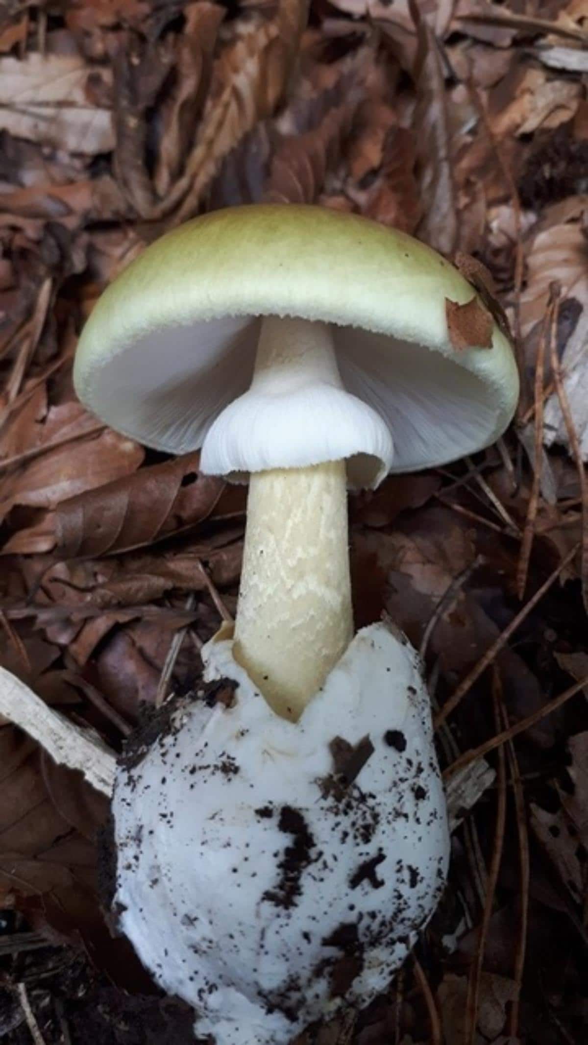 Death cap mushroom