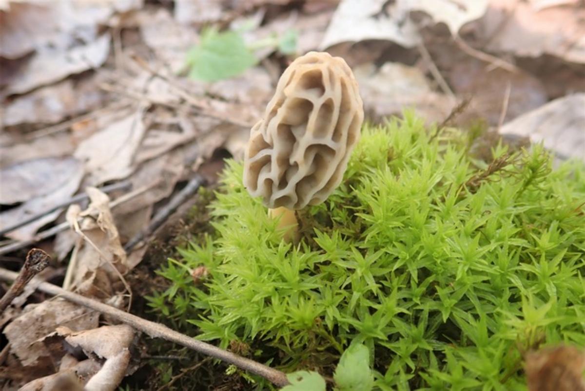 Morchella diminutiva by Huafang at Mushroom Observer