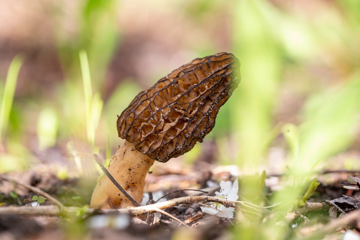 morel on ground leaning to side