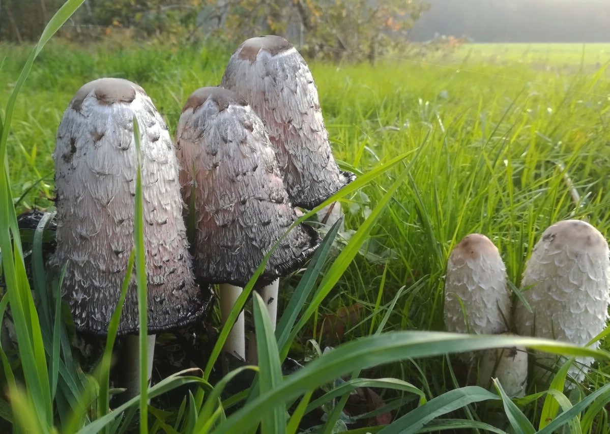 old and young shaggy manes