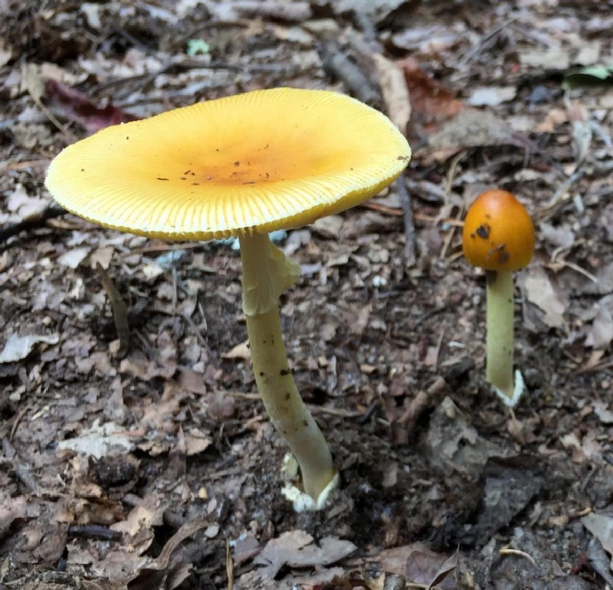 banningiana caesar mushroom 