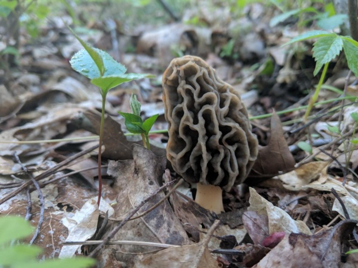 Morchella diminutiva by Jack Rosenhauer II at Mushroom Observer