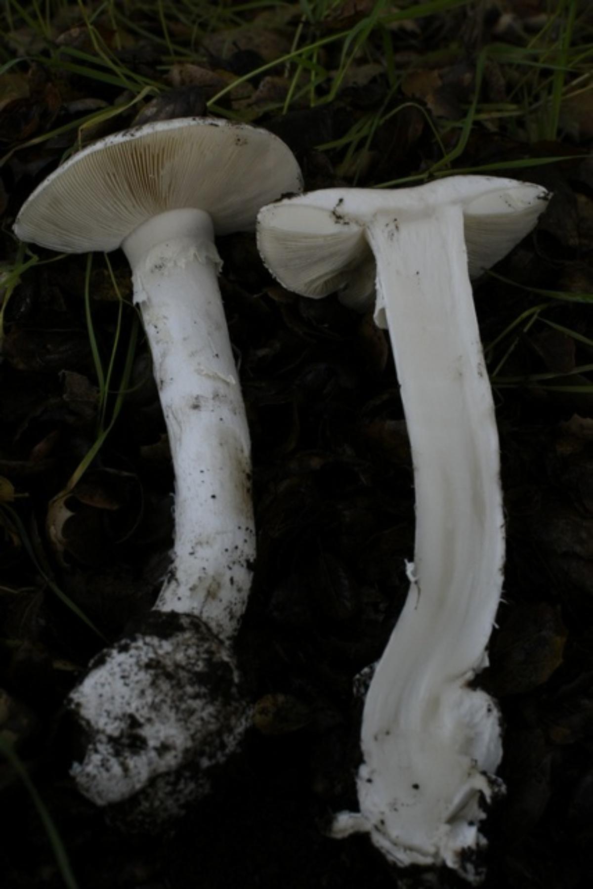 destroying angel cross section