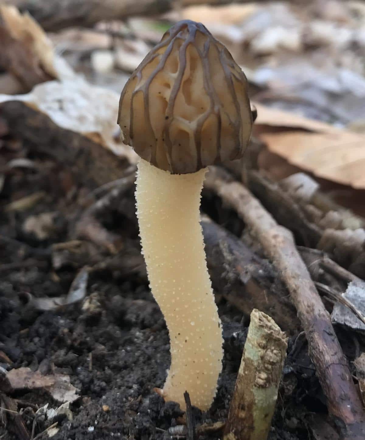 Morchella punctipes by Norty Edwards at Mushroom Observer 