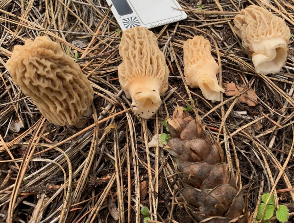 Morchella snyderi by Joseph D. Cohen at Mushroom Observer