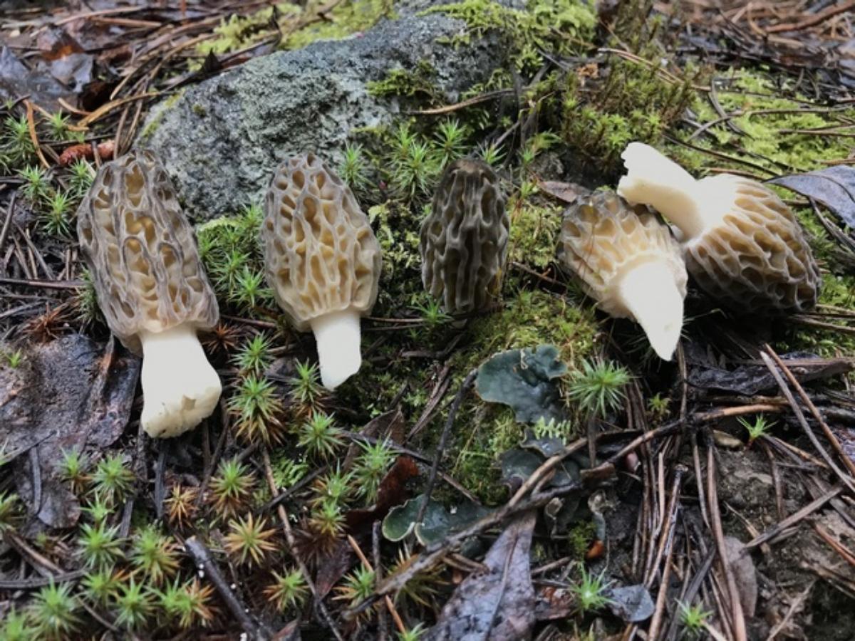 Morchella snyderi by Kavanagh at Mushroom Observer