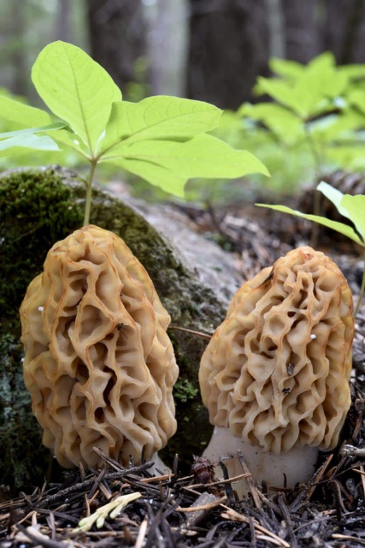 Morchella frustrata by RTehan at Mushroom Observer