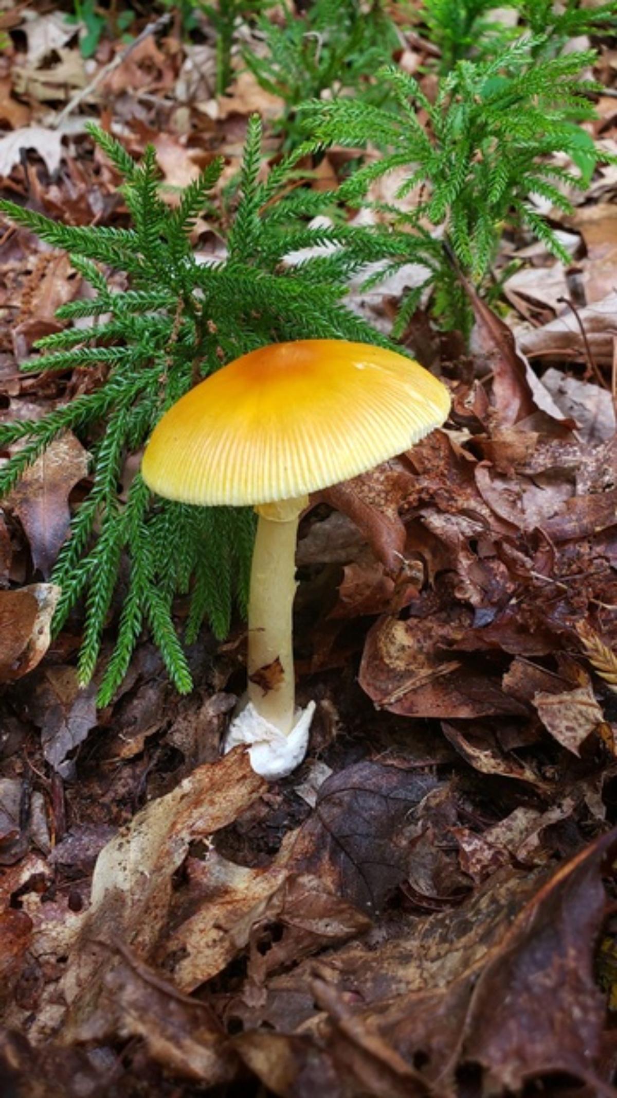 Amanita banningiana caesar