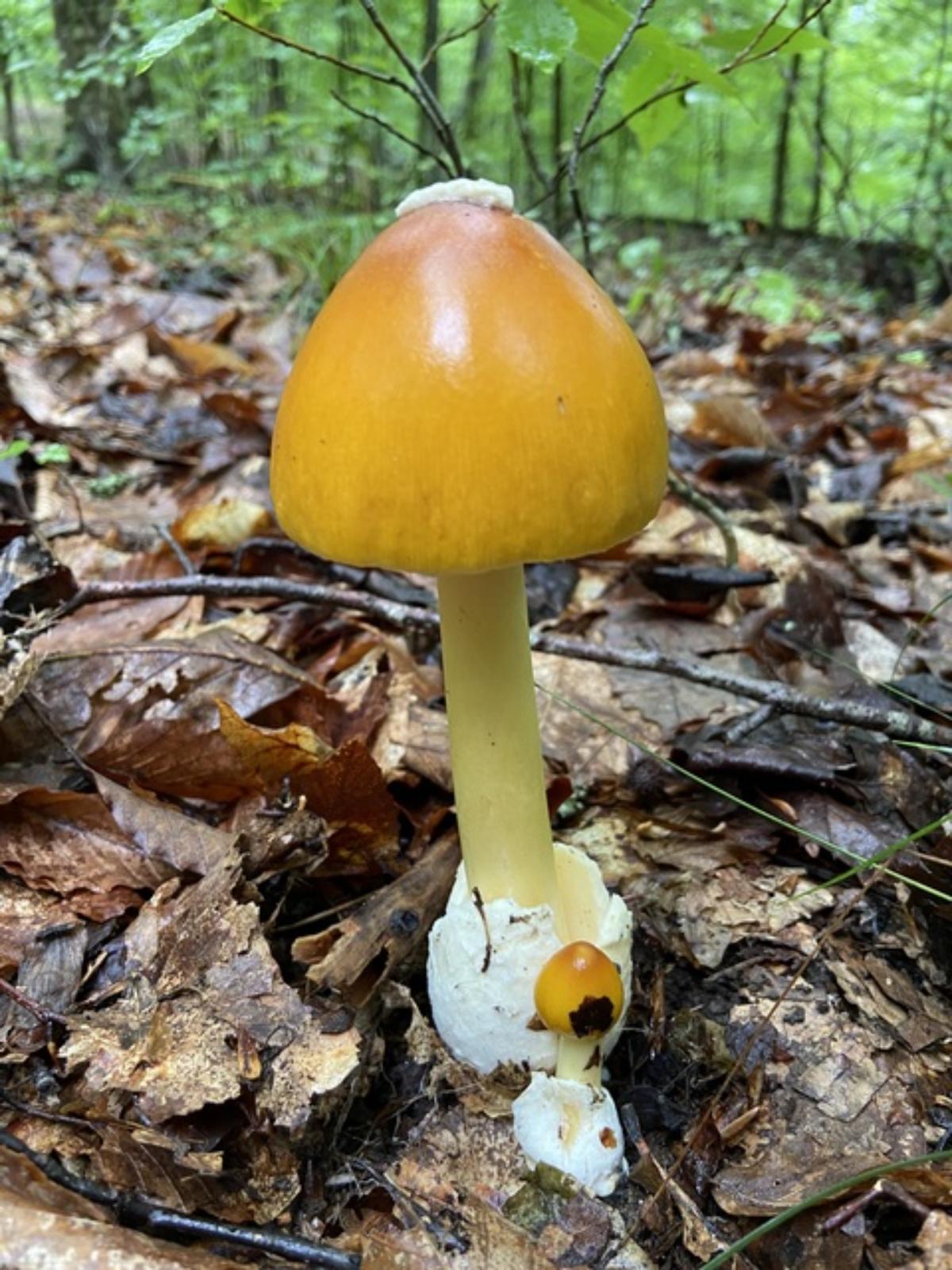 amanita banningiana buttons