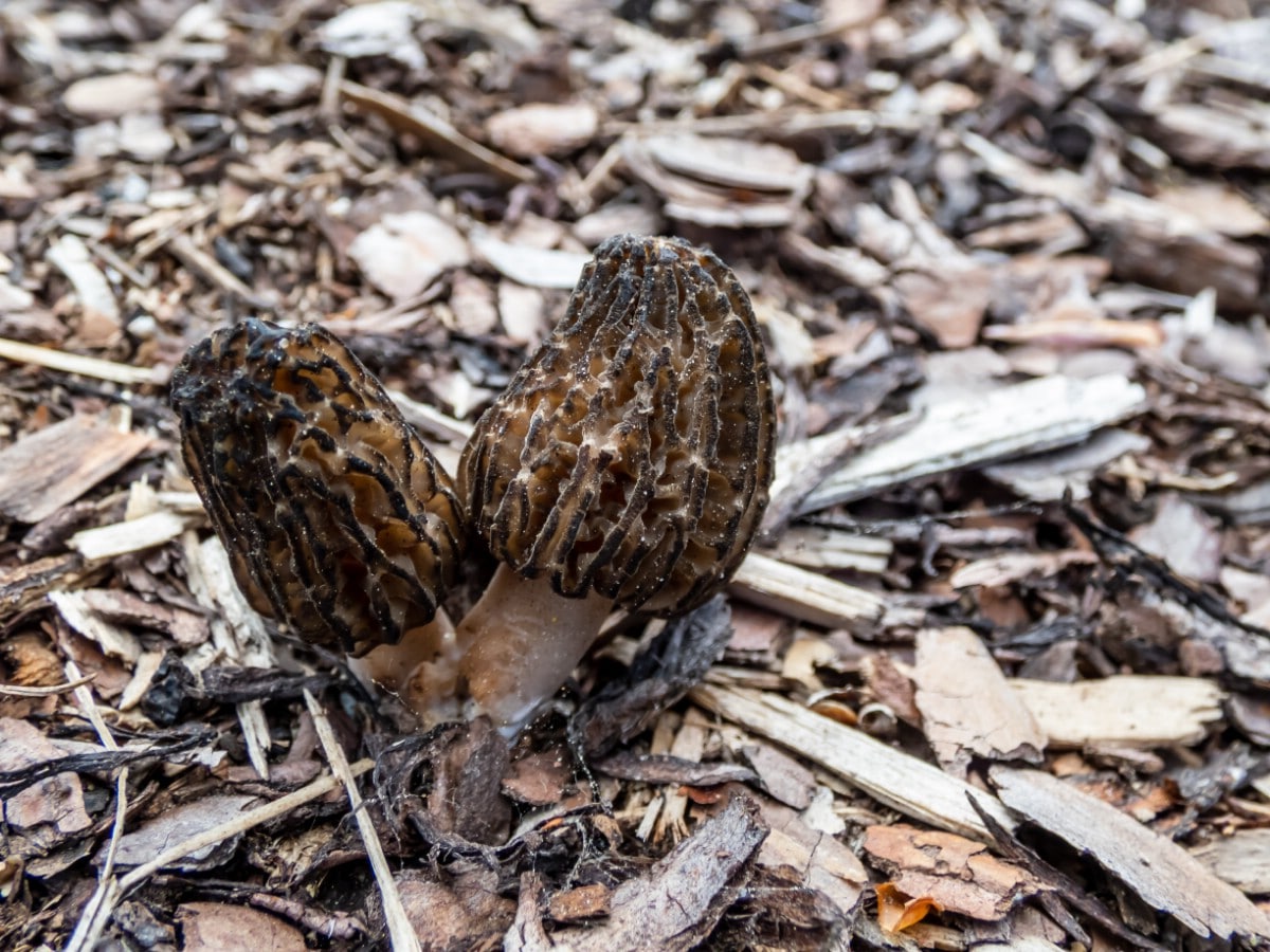 Black morel in mulch