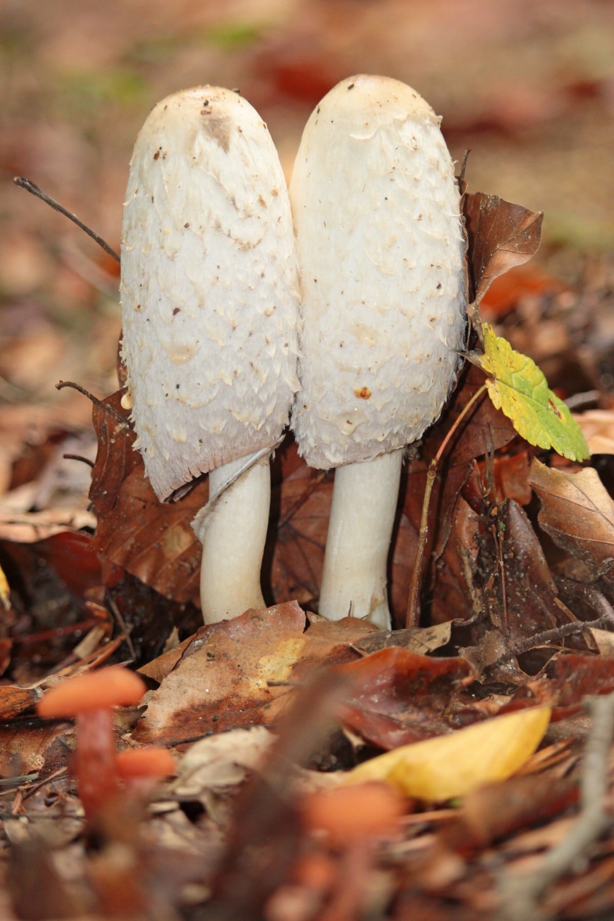 two shaggy mane mushrooms