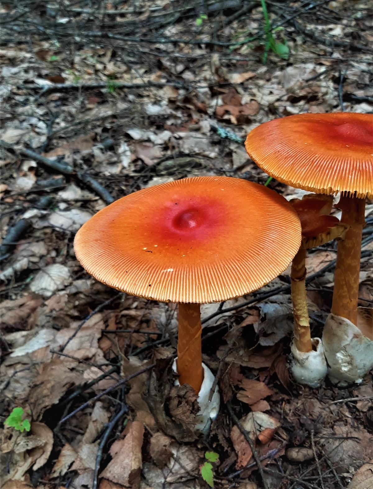Small group of caesar mushrooms on ground