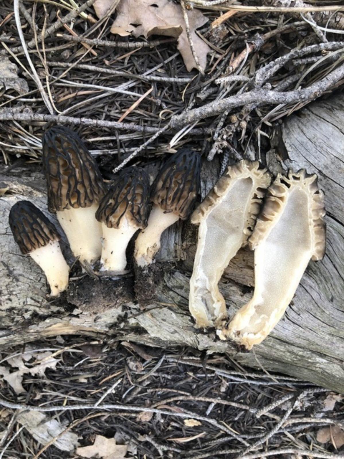 Morchella brunnea by Terri Clements/Donna Fulton at Mushroom Observer