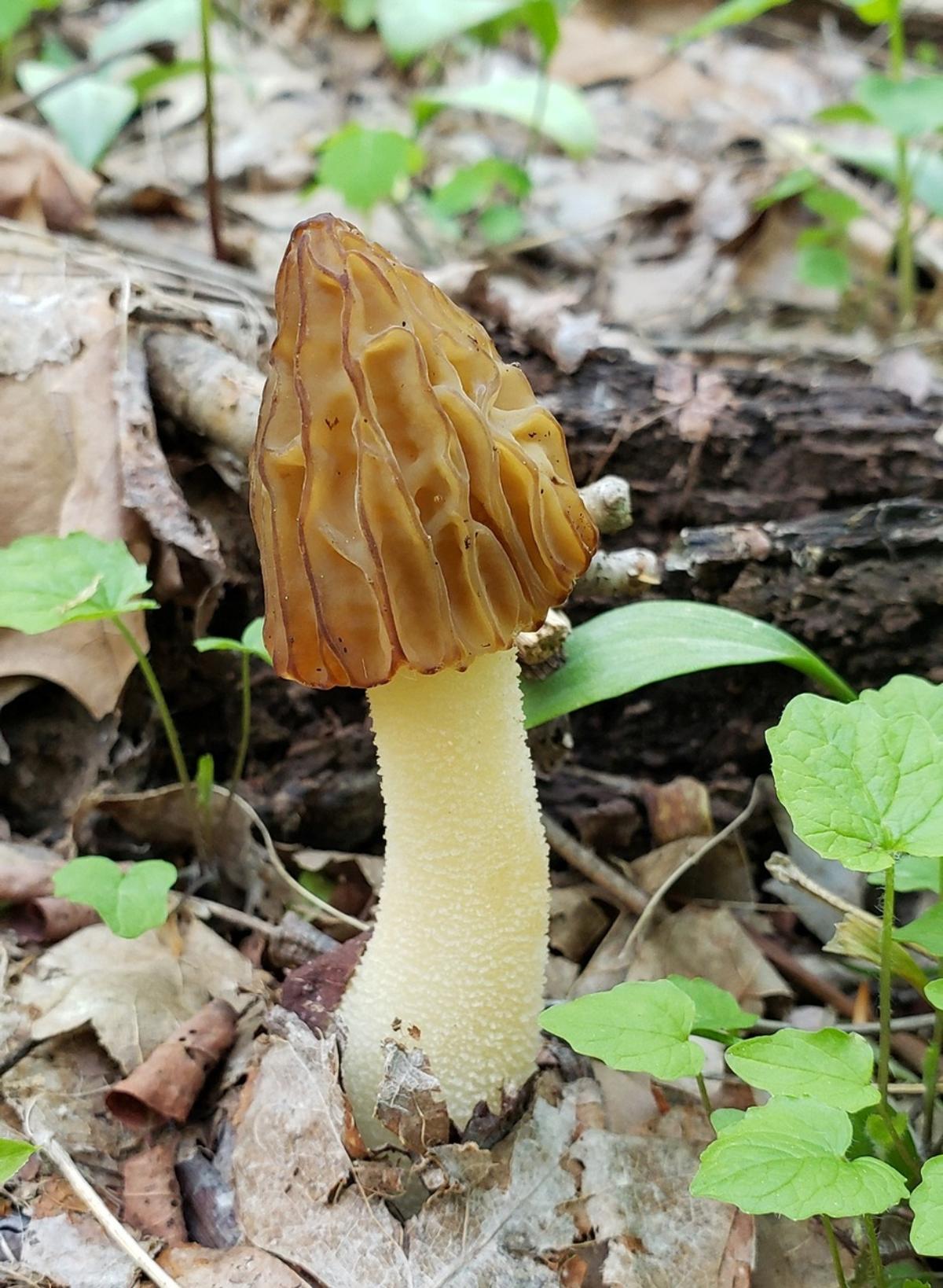 Morchella punctipes by Sarah Culliton at Mushroom Observer