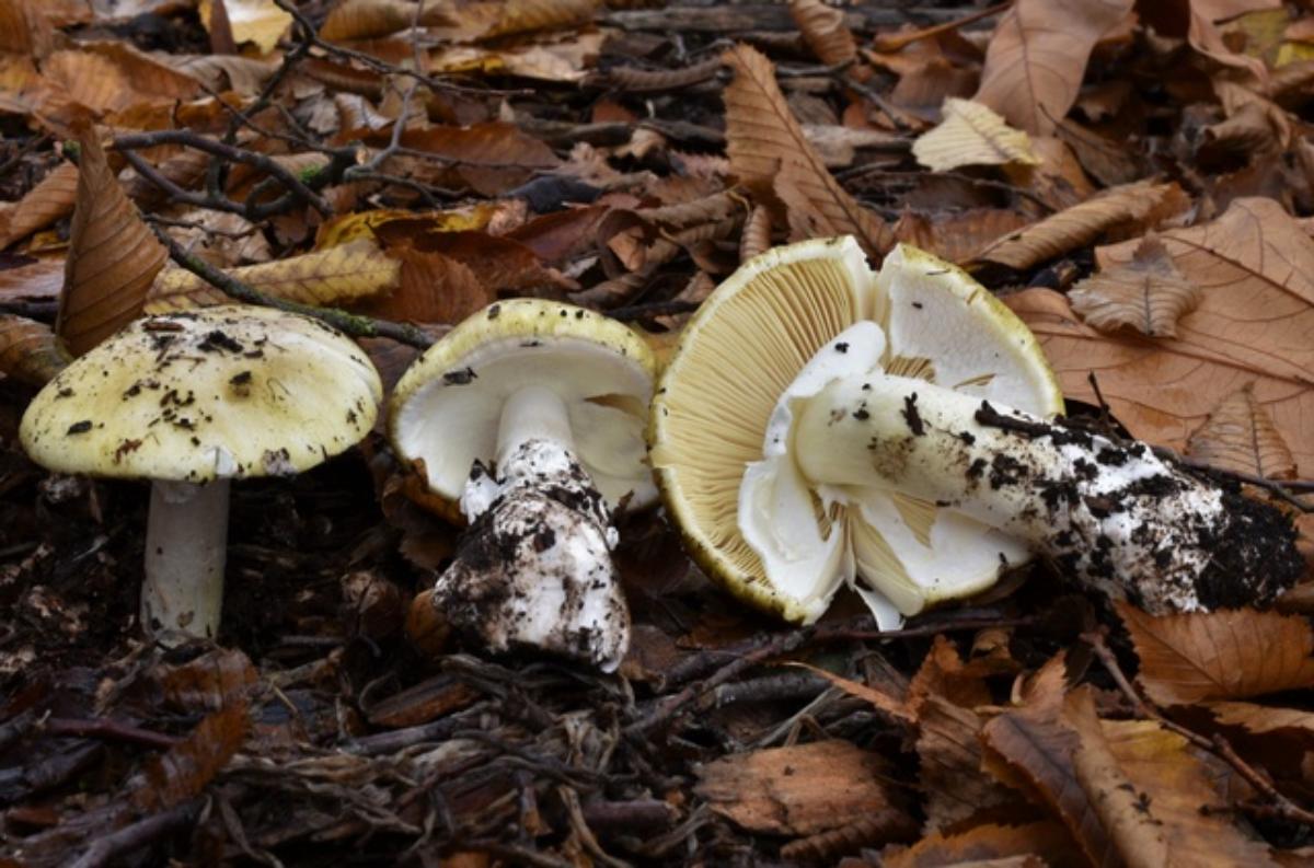 Death cap, 3 specimens