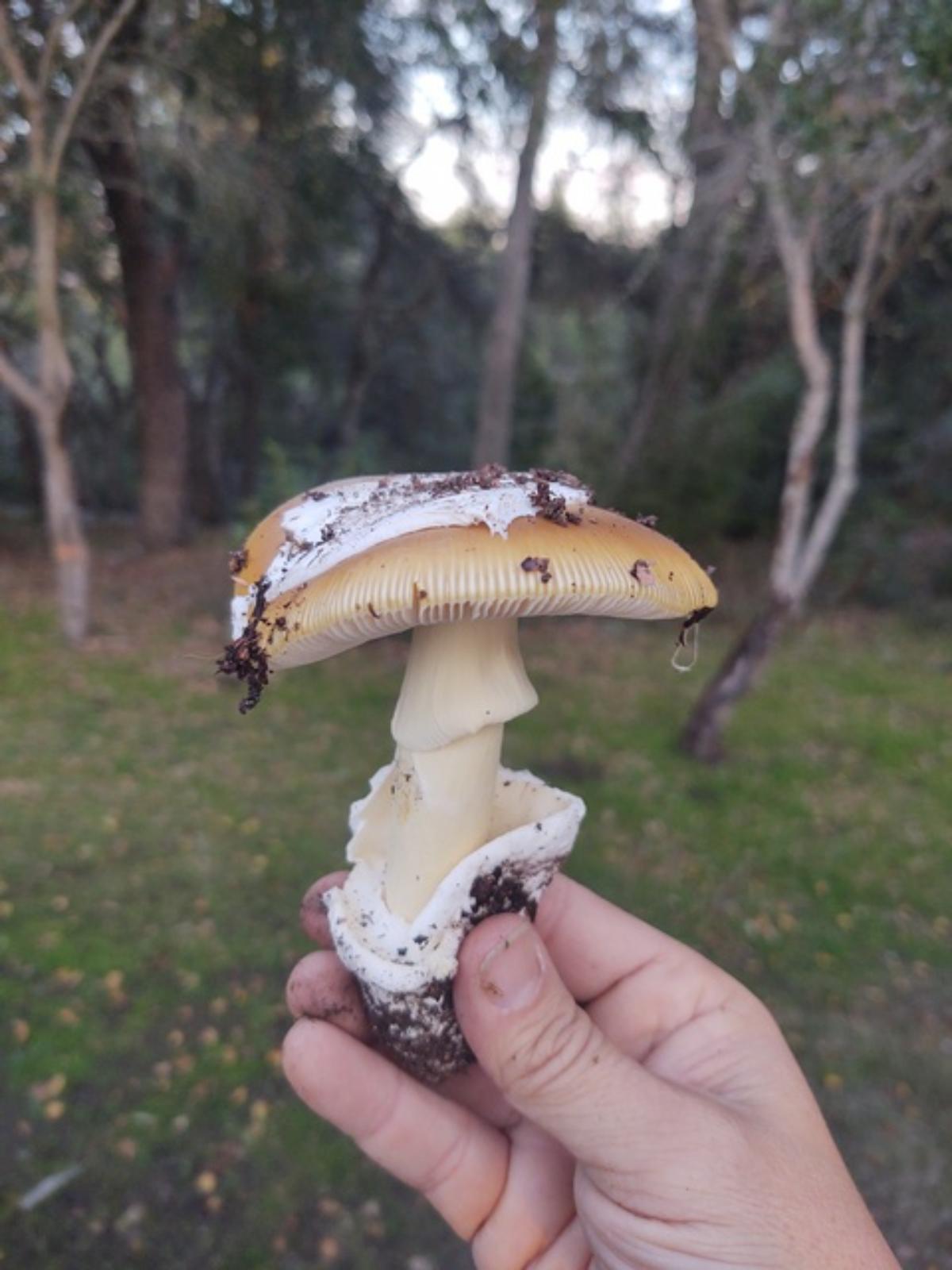 Amanita calyptroderma in hand