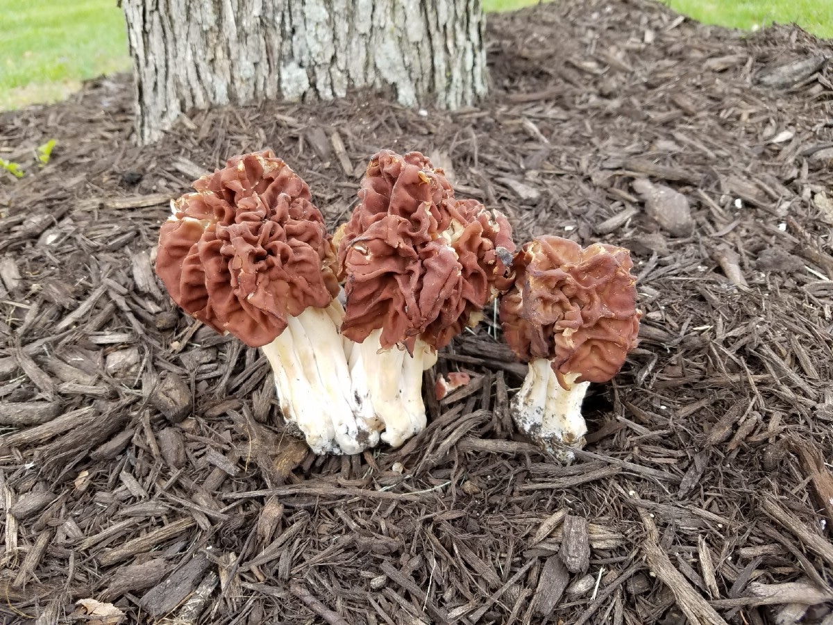 grouping on gyromita false morels on ground