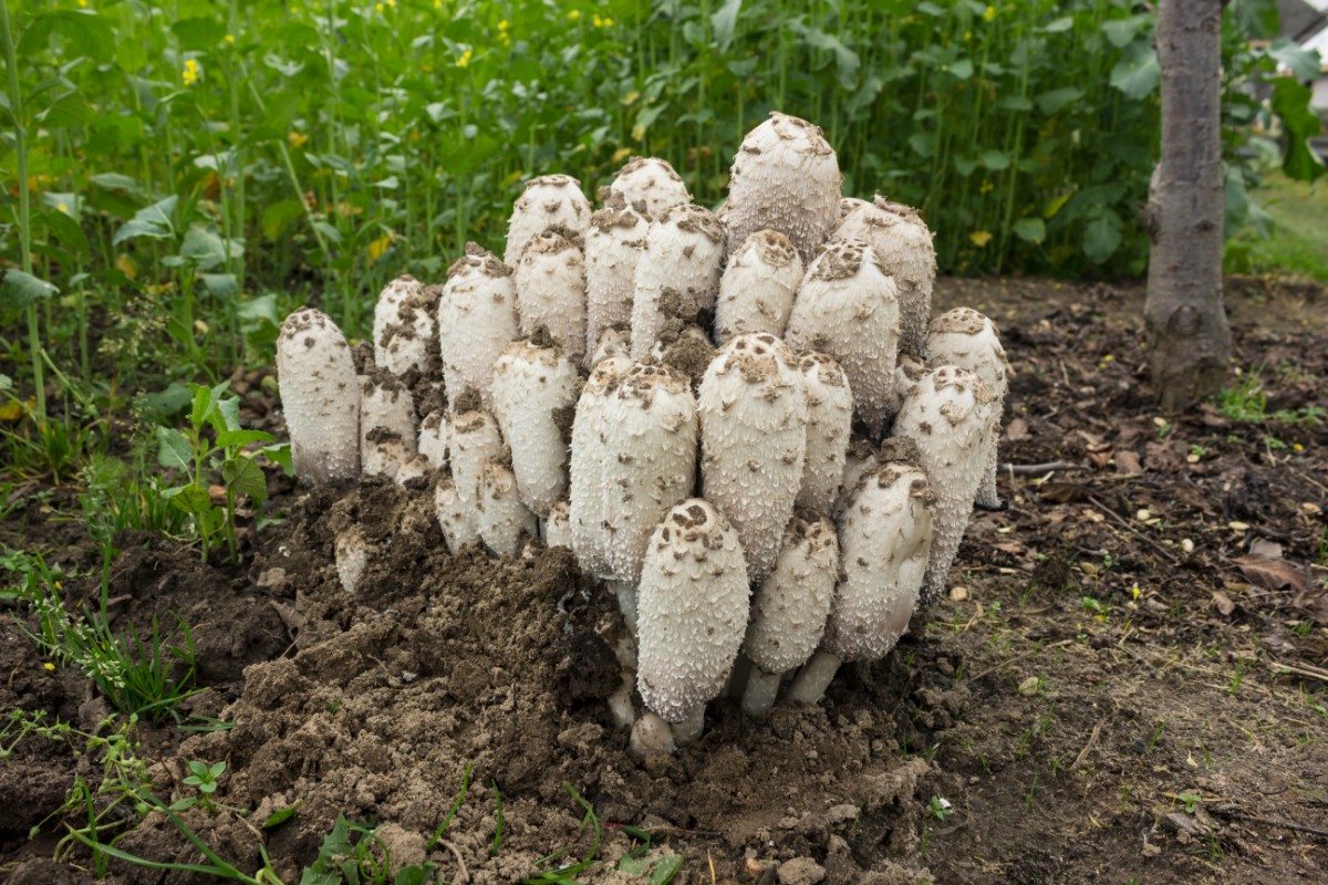 Huge clump of shaggy manes growing in dirt garden
