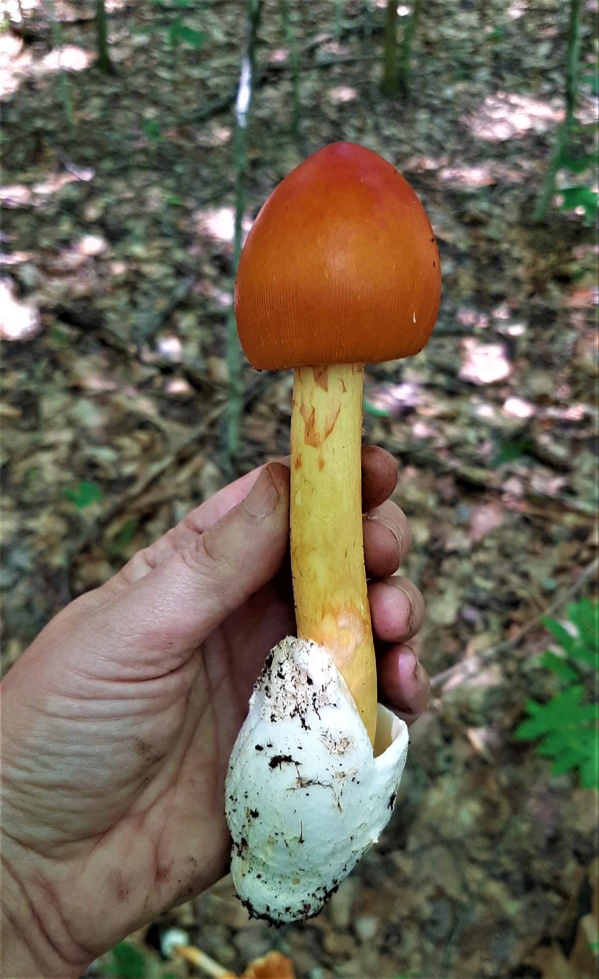 amanita jacksonii perfect specimen