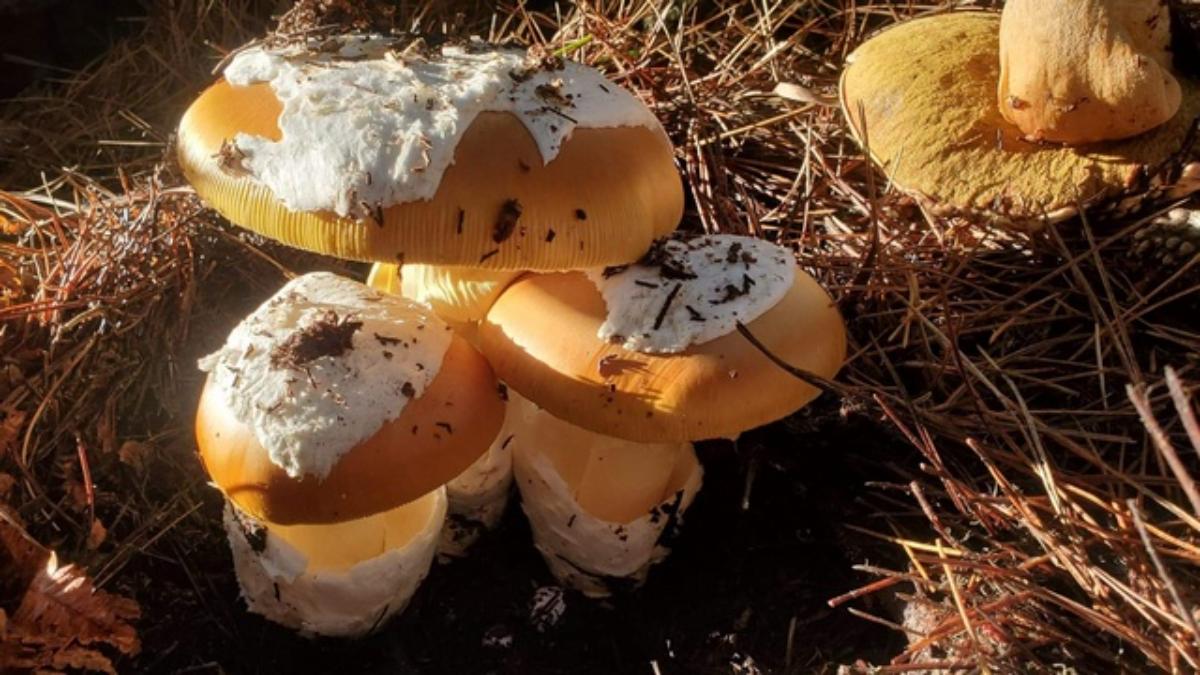 Coccora mushrooms close up with white patches