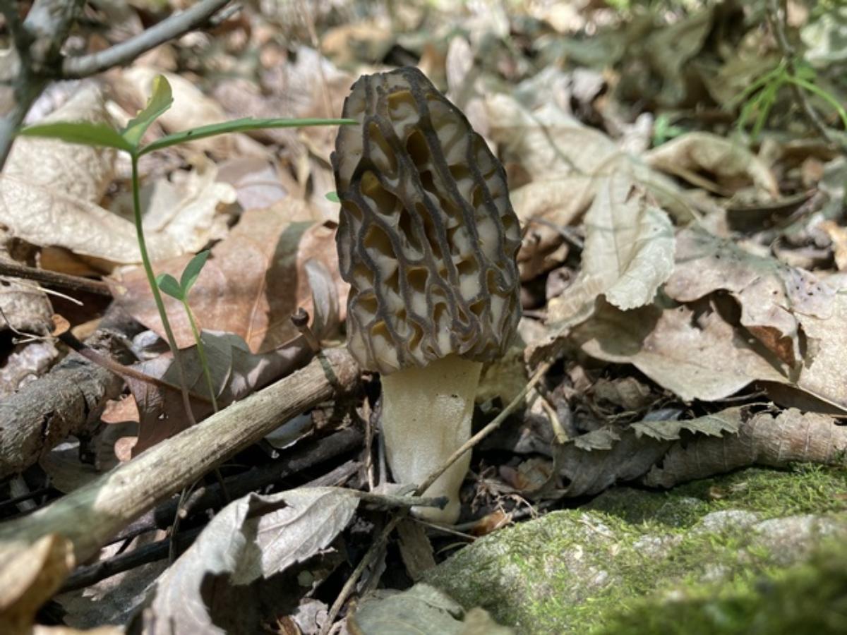 Morchella angusticeps by Jon Shaffer at Mushroom Observer