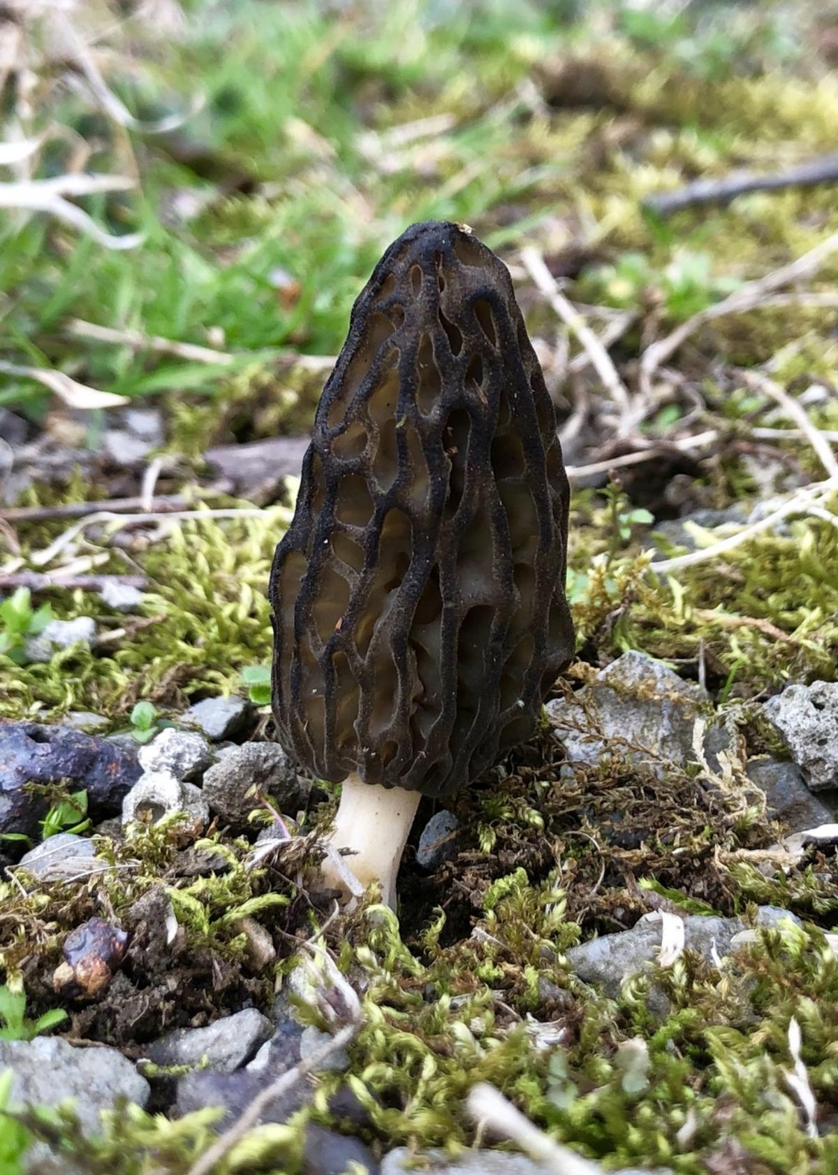 Morchella angusticeps by Ann B. at Mushroom Observer