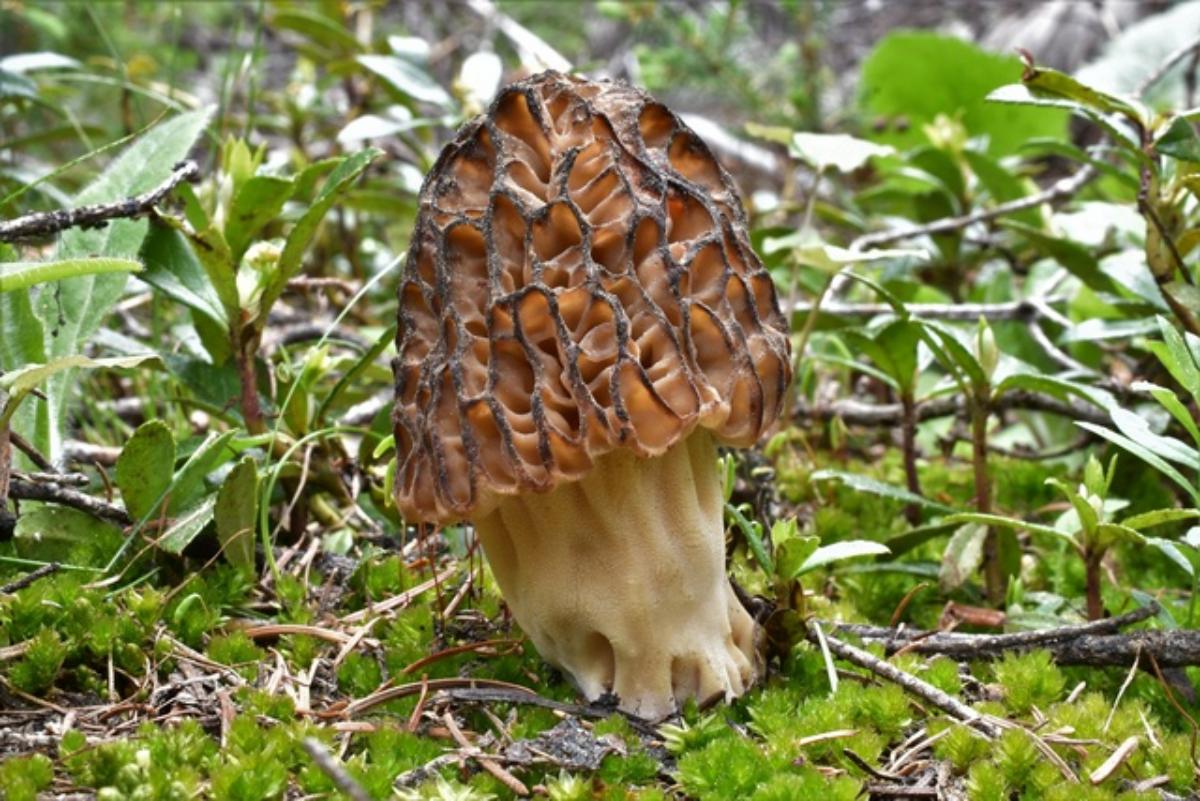 Morchella snyderi by Kavanagh at Mushroom Observer