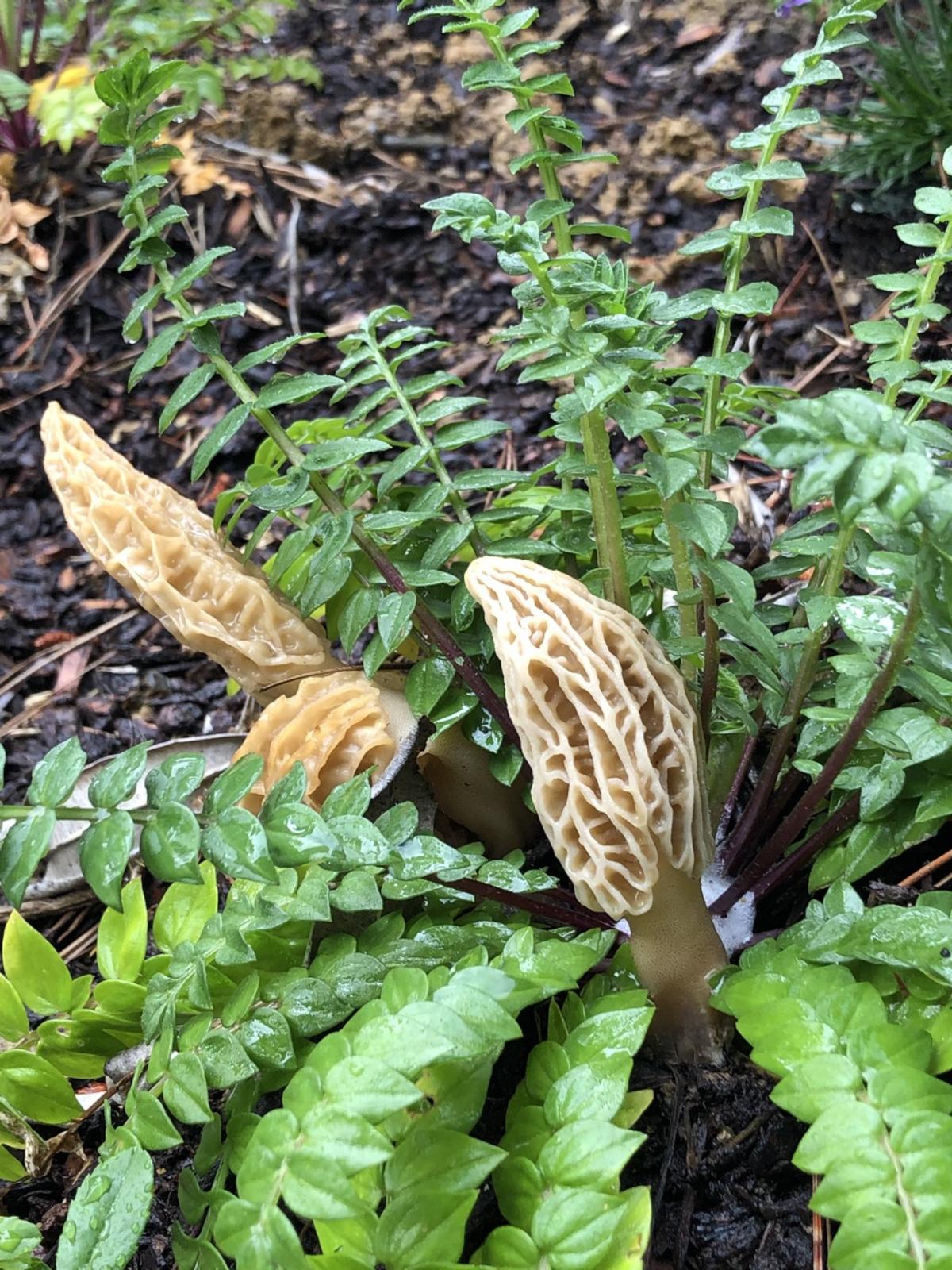 Morchella rufobrunnea by Jaimie Henderson on Mushroom Observer