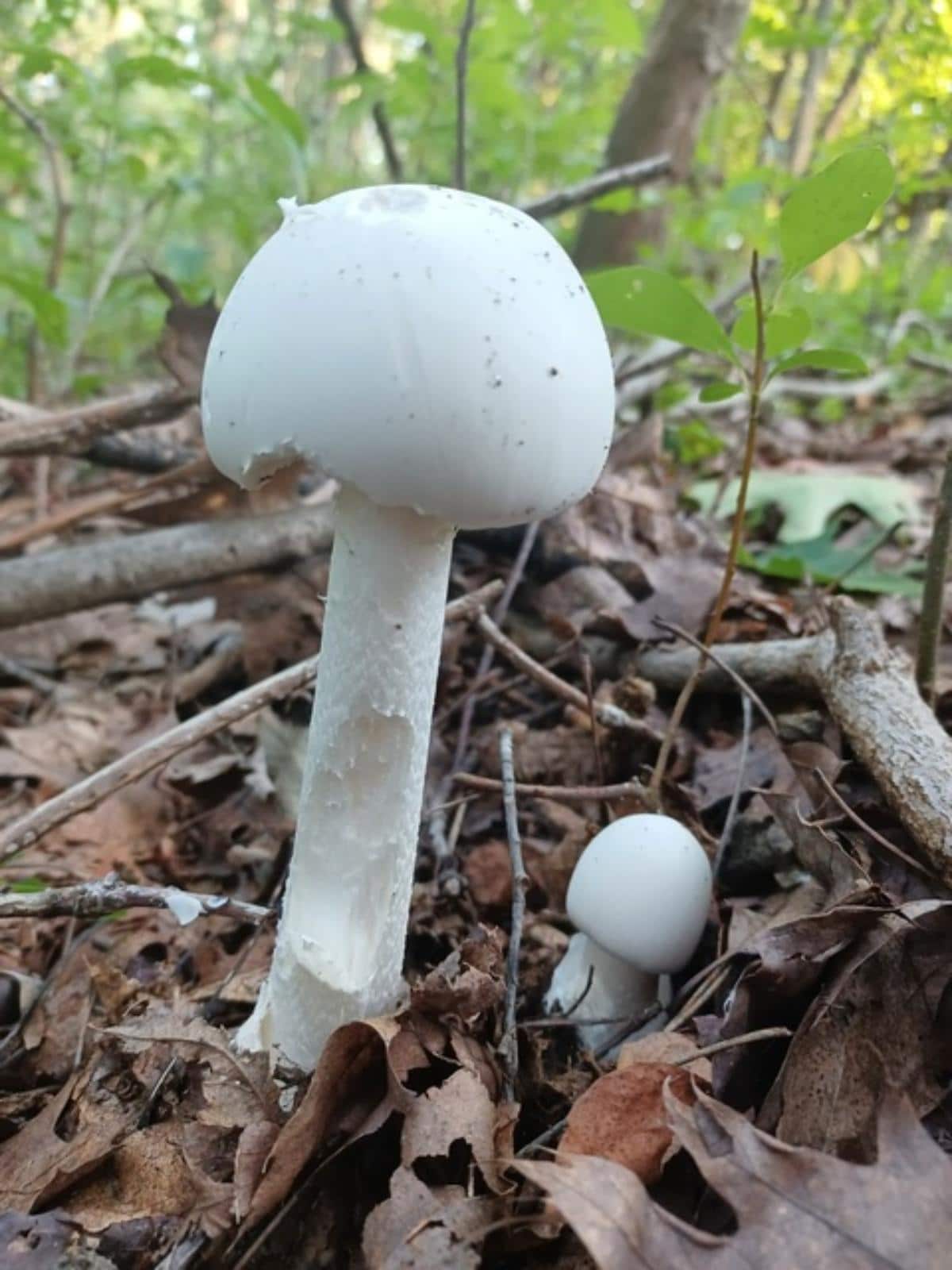 Destroying angel big and little