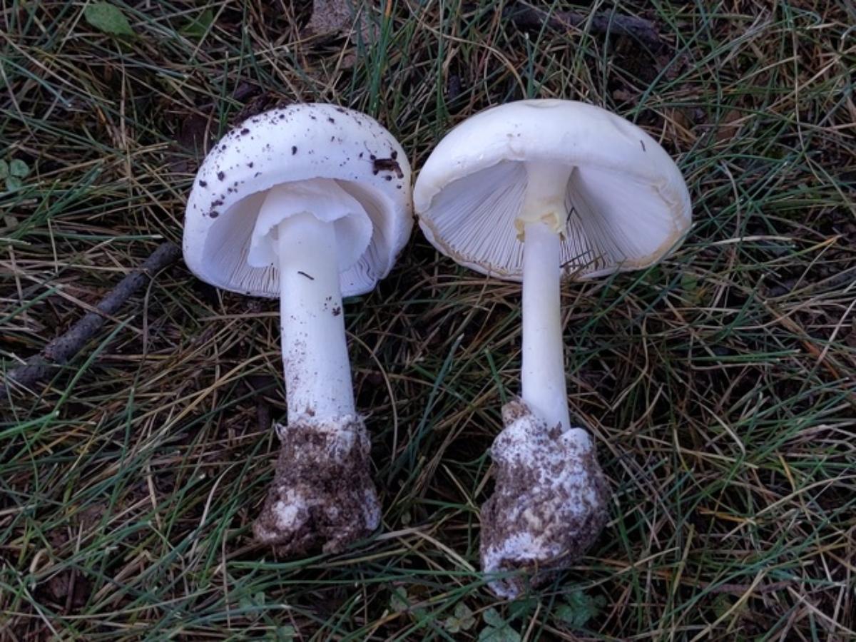 destroying angel 2 side by side