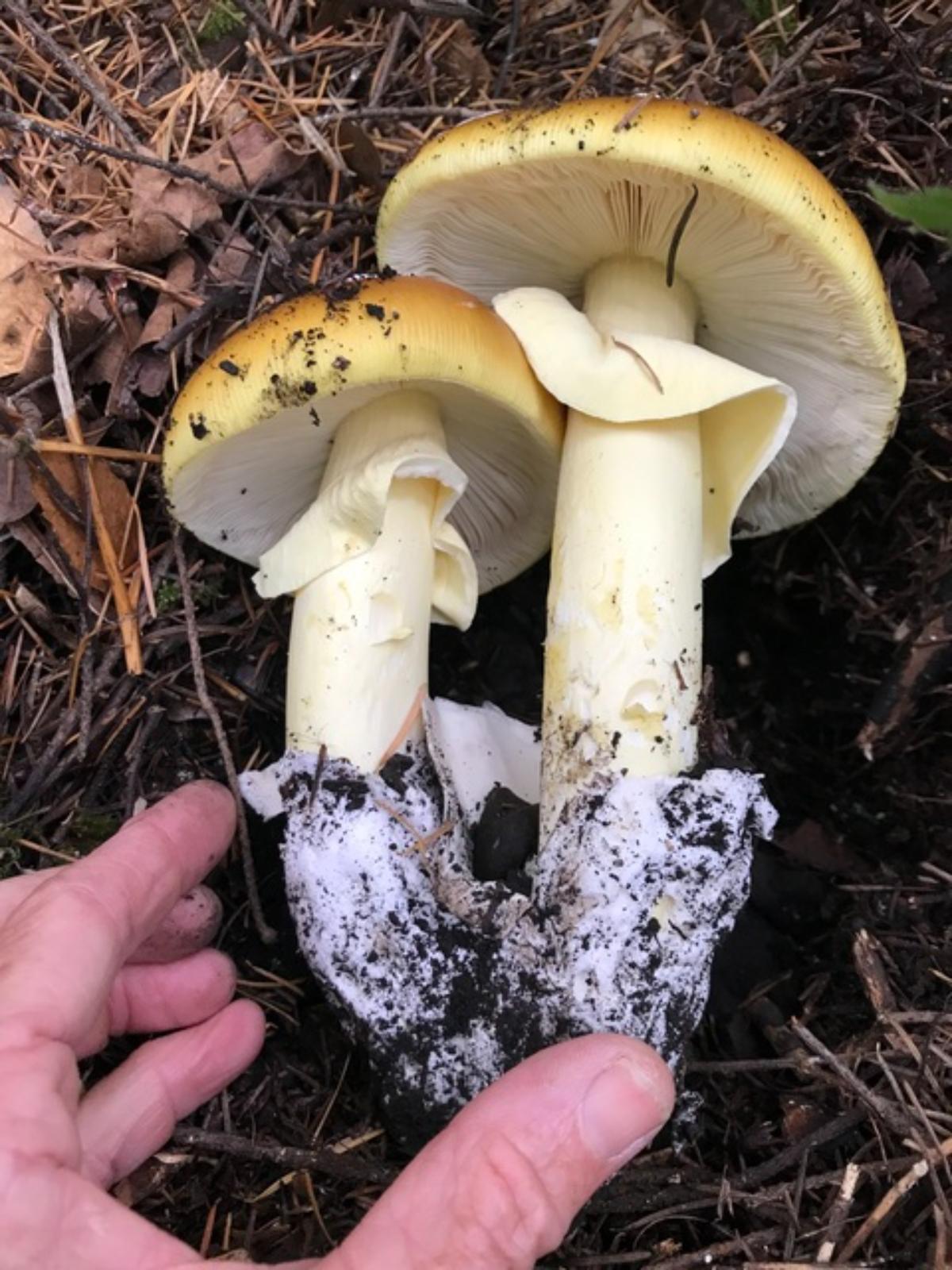 coccora mushroom caps, gills, and skirt