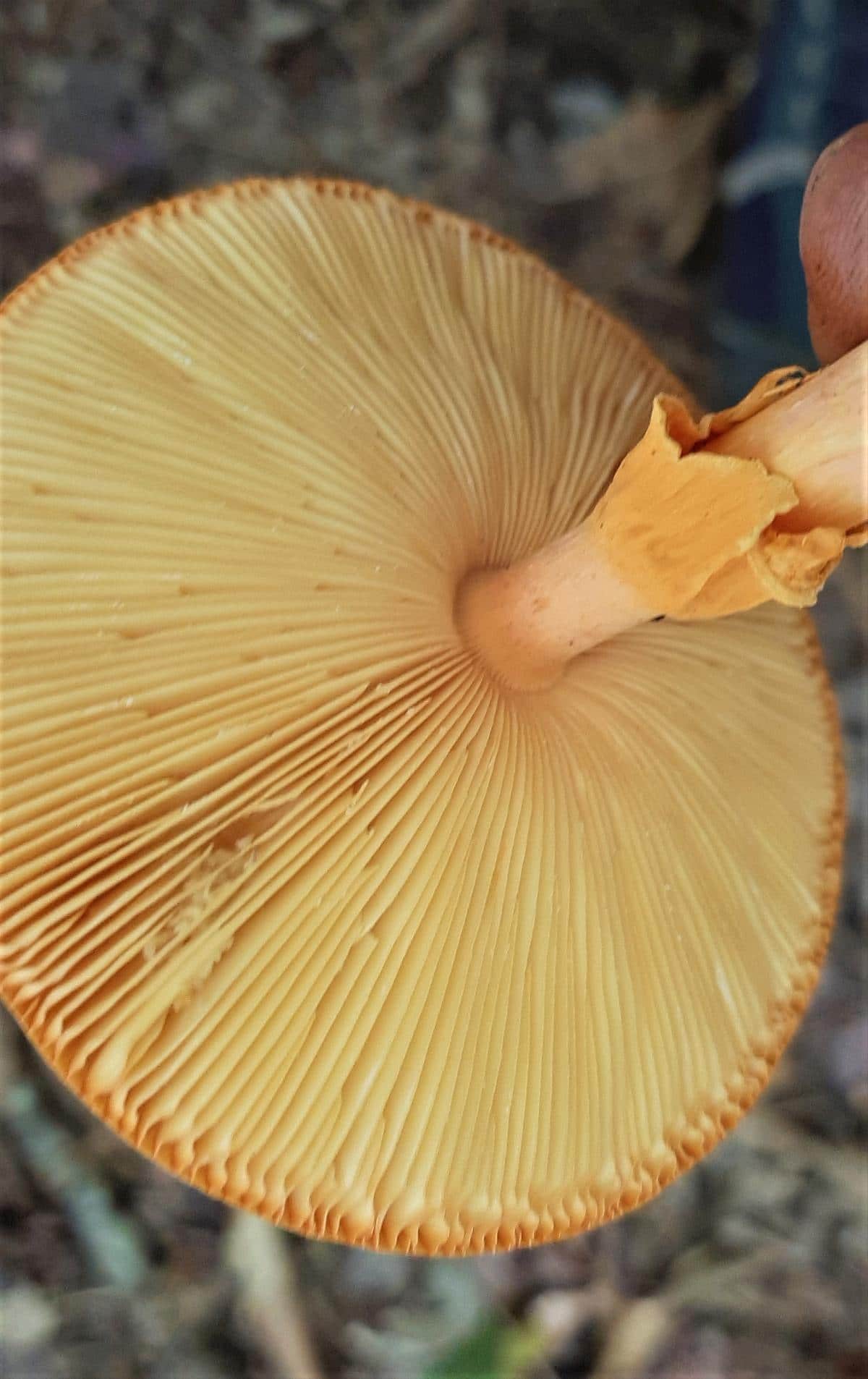 pale yellow gills close up