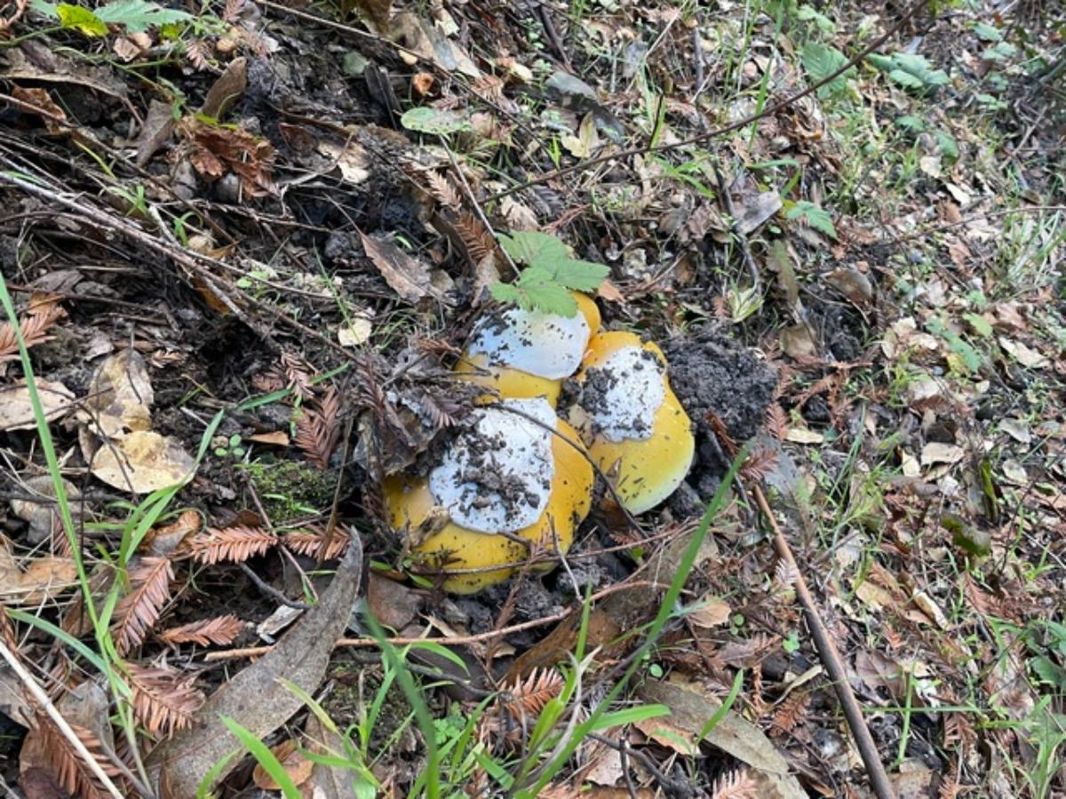 tops of coccora amanitas with white patches