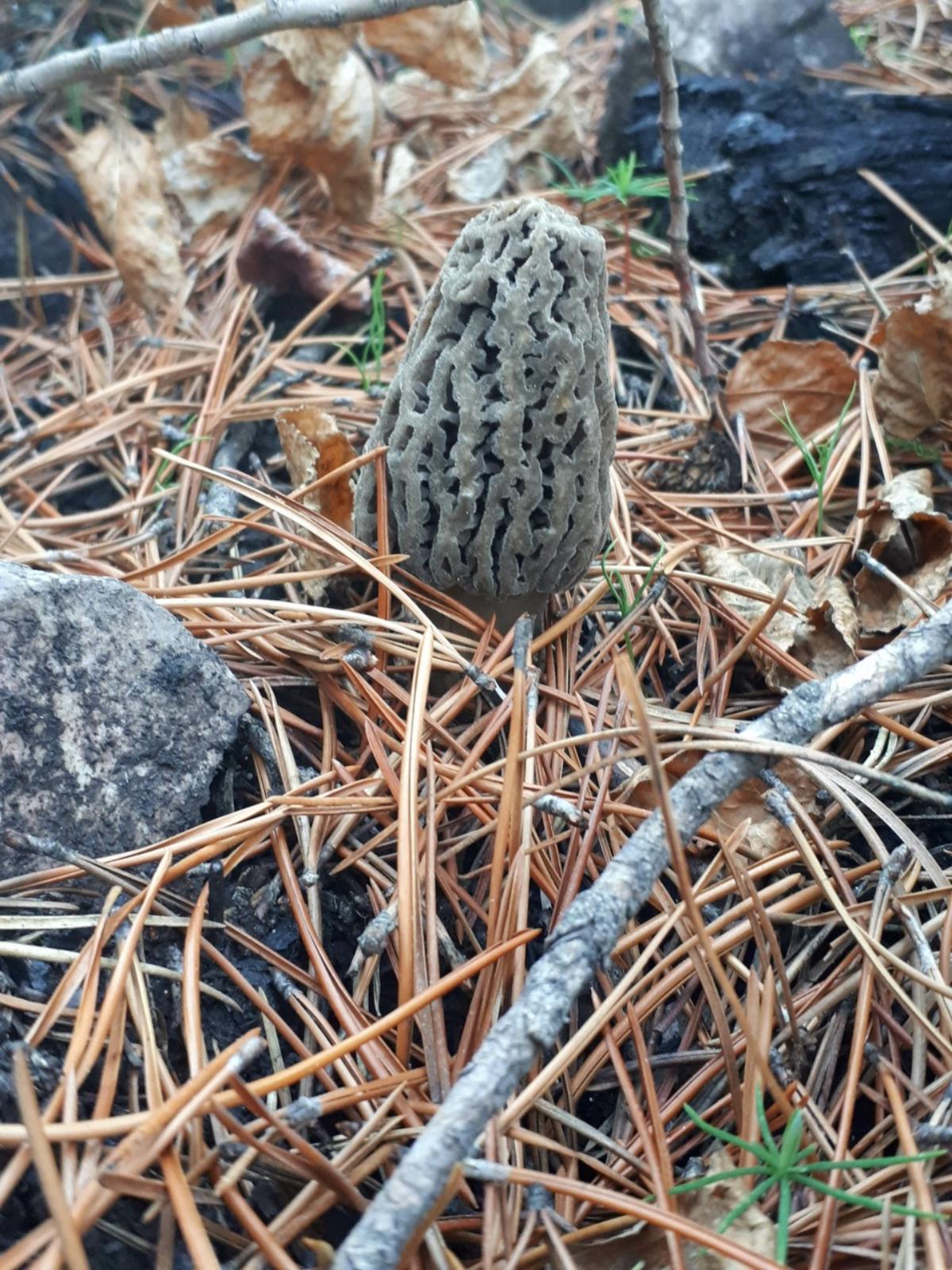 Morchella tomentosa by Joshua G.W.Smith at Mushroom Observer