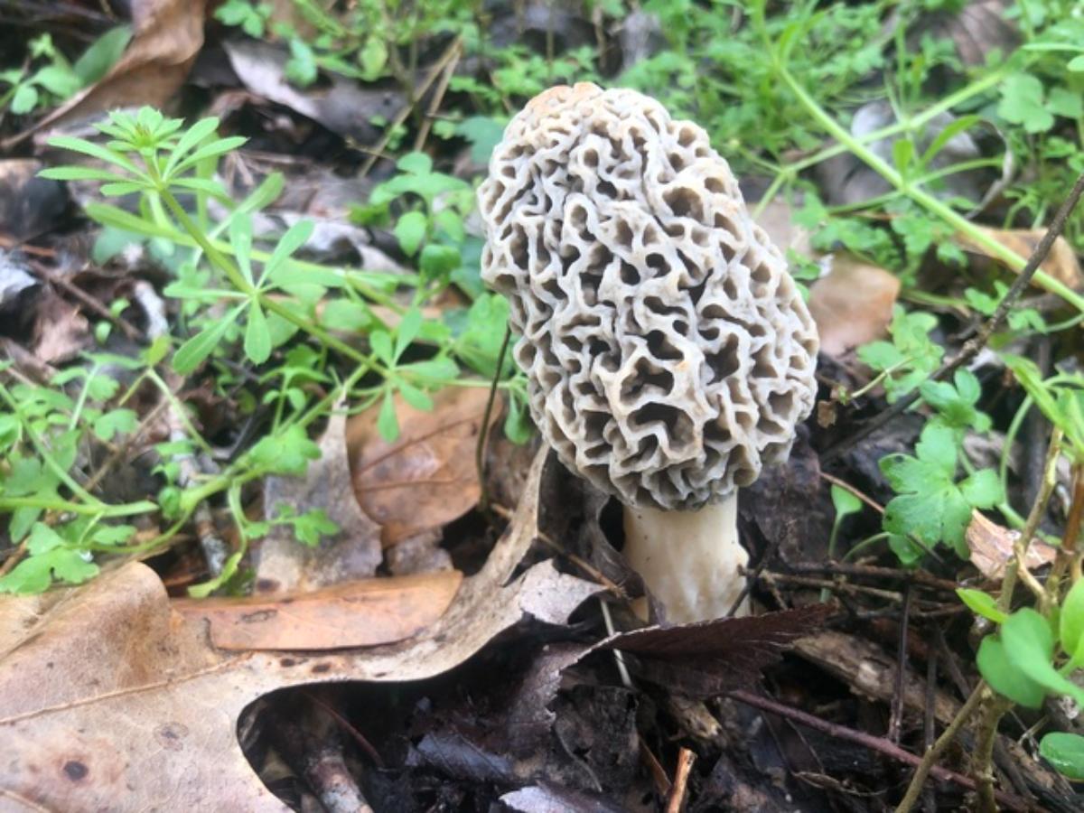 Morchella americana by Logan Wiedenfeld