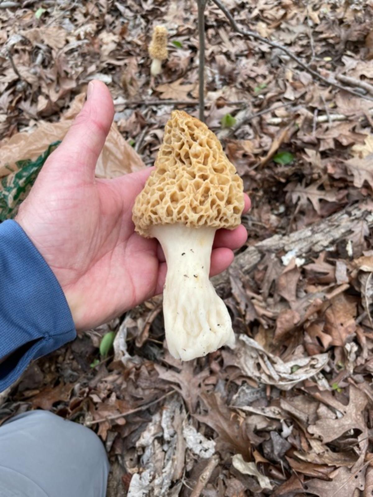 Morchella americana by Jeff at Mushroom Observer