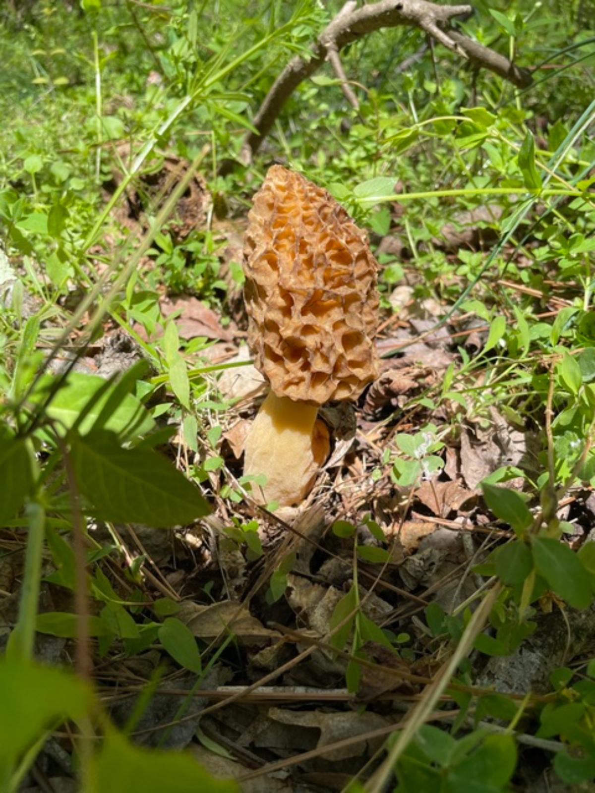 Morchella americana by Jeff at Mushroom Observer