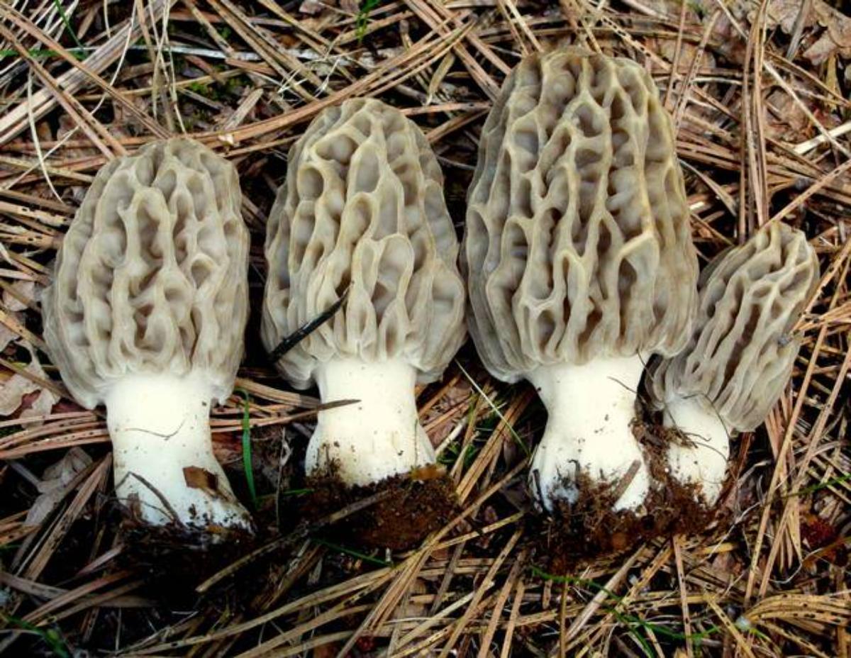 Morchella frustrata by Ron Pastorino at Mushroom Observer