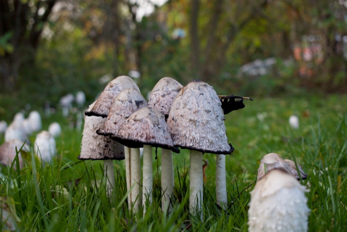 Shaggy manes deteriorating