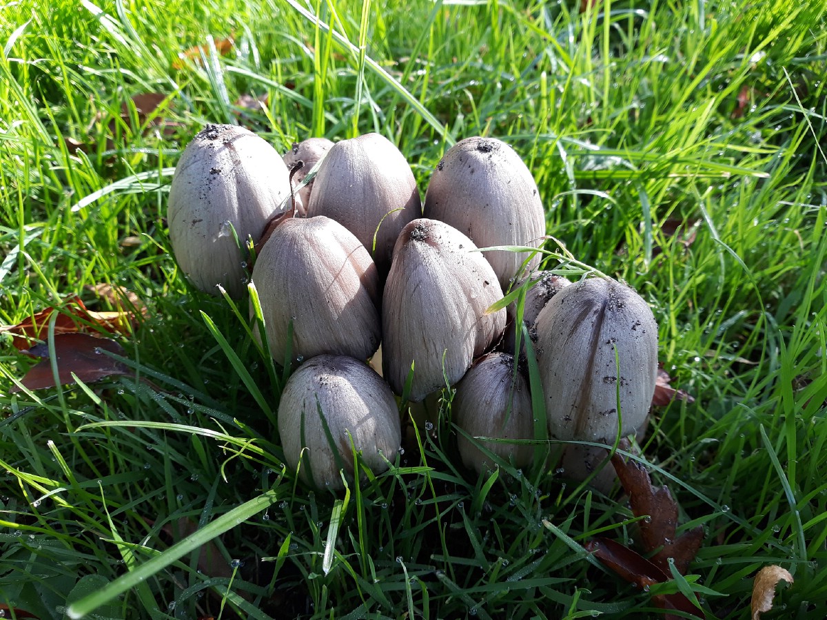 Group of inky cap mushrooms