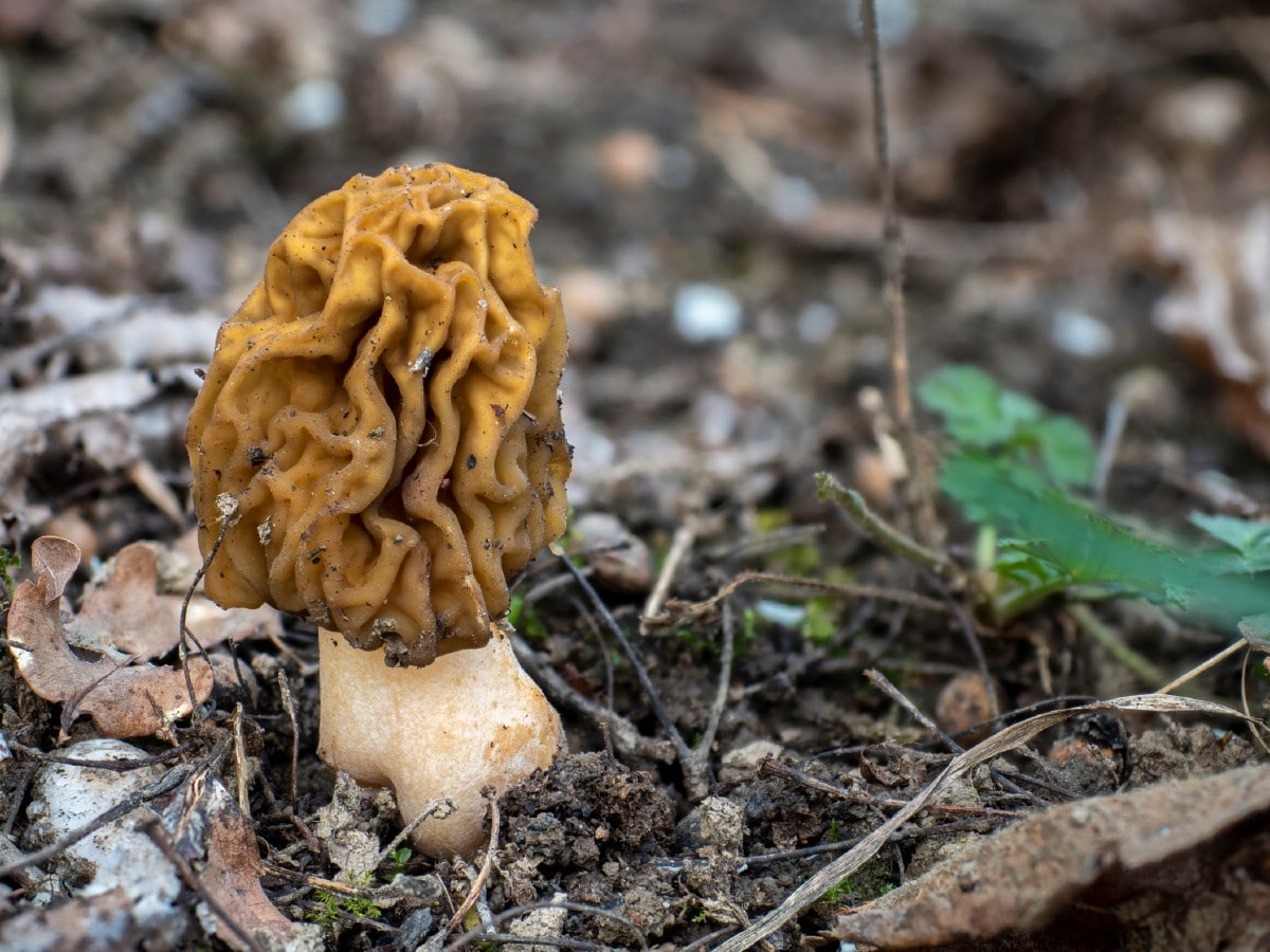 false morel