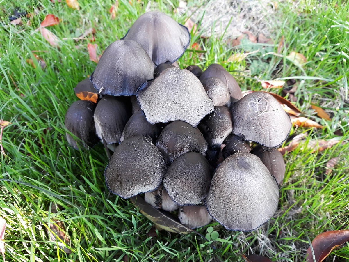 Inky cap in field