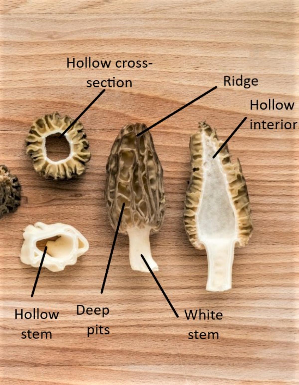 hollow inside of morel