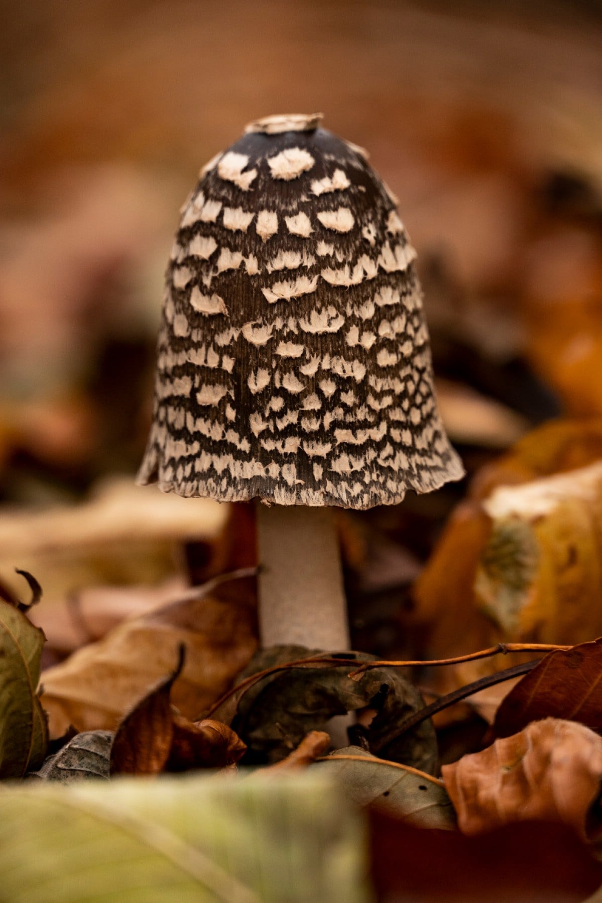 Coprinopsis picacea