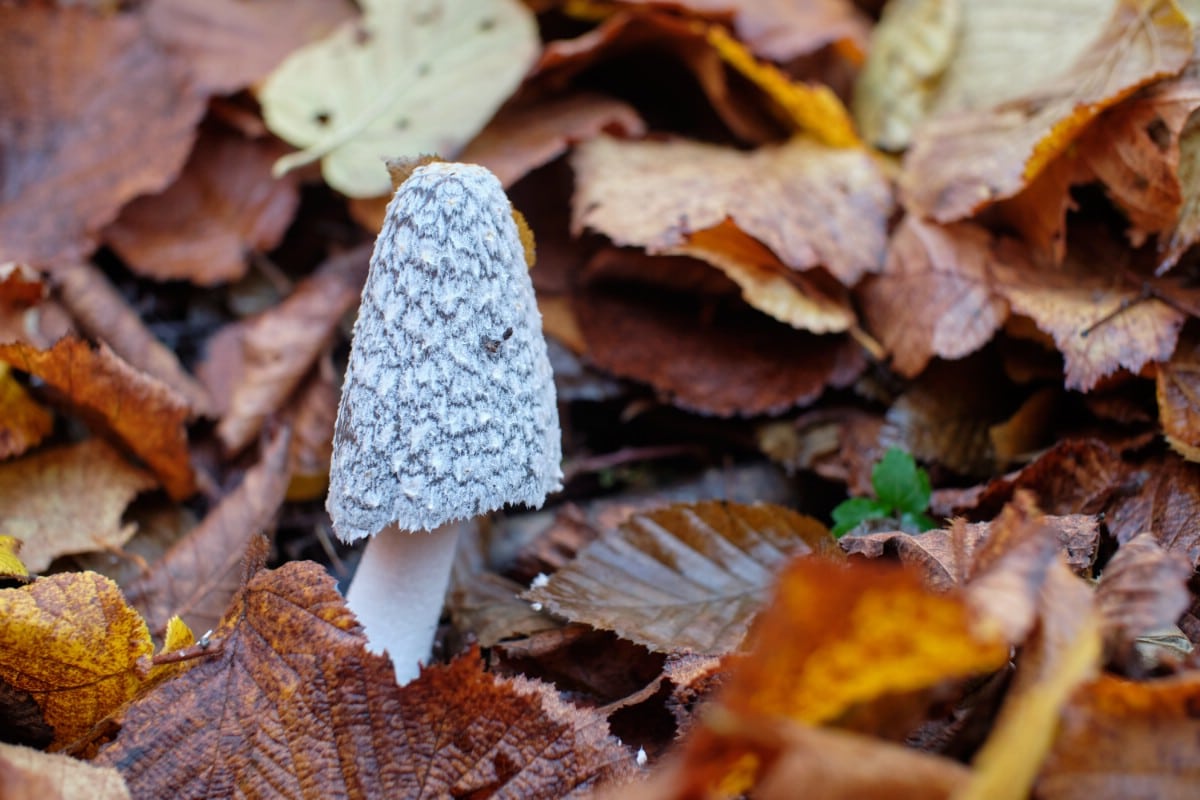 Magpie inkcap similar to shaggy mane