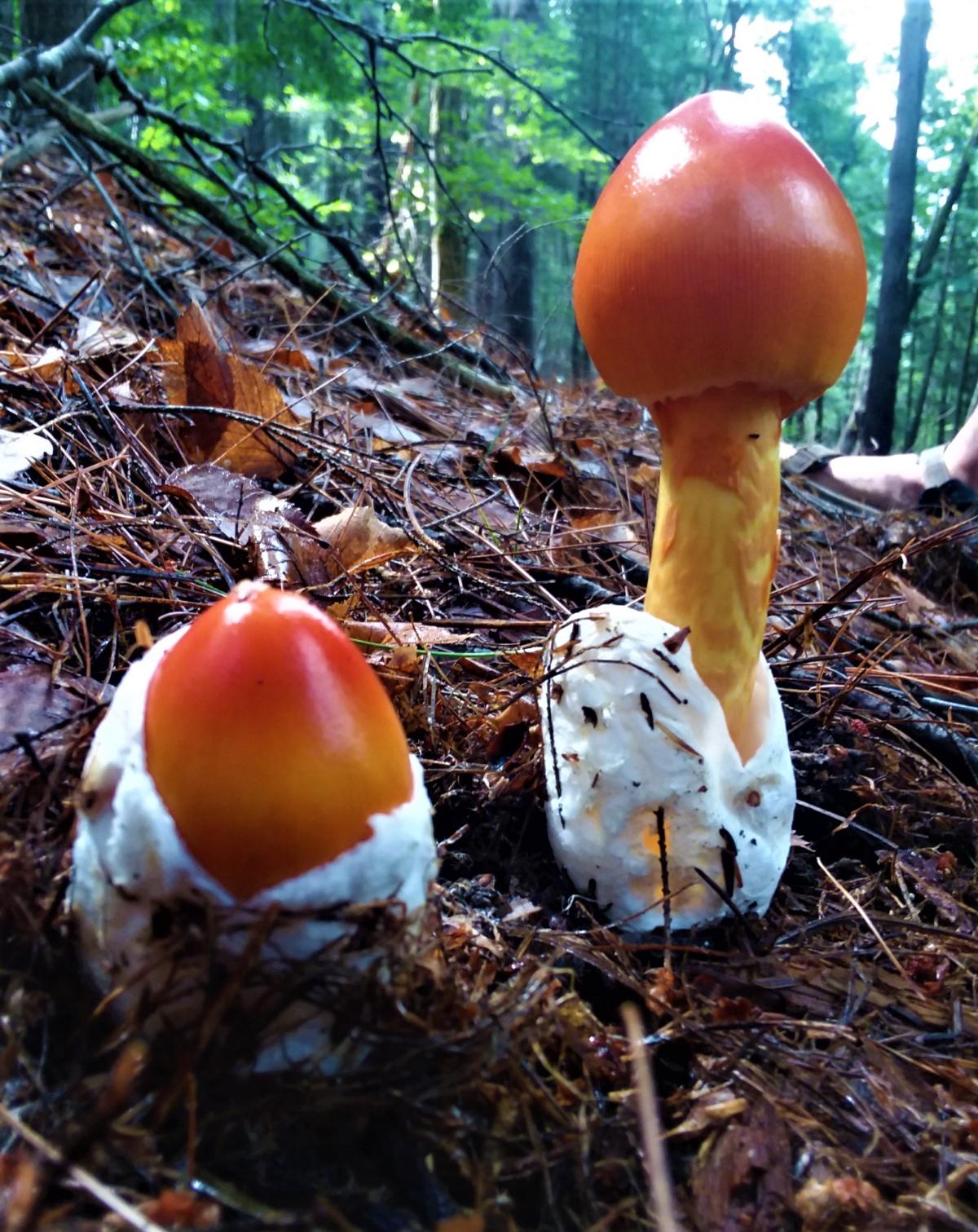 Caesar mushroom with obvious volva